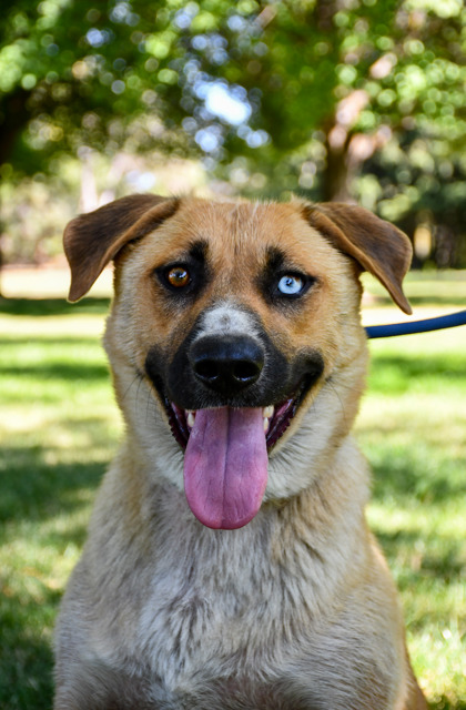Pet Photo
