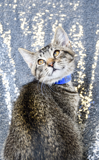 Pet Photo