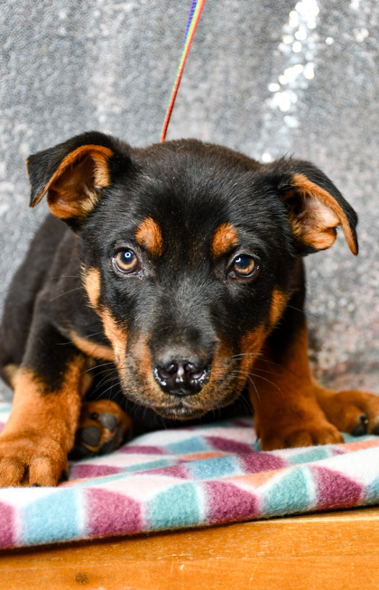 Pet Photo