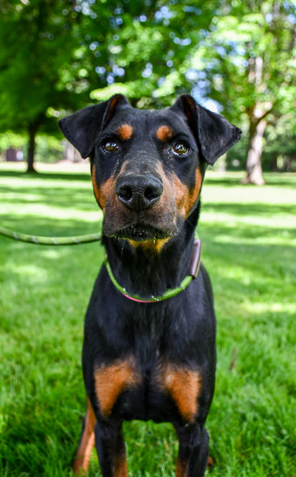 Pet Photo