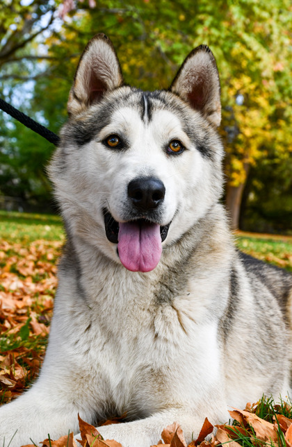 Pet Photo