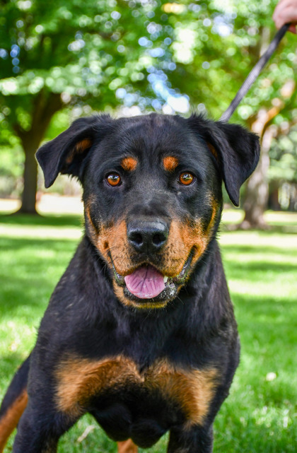 Pet Photo
