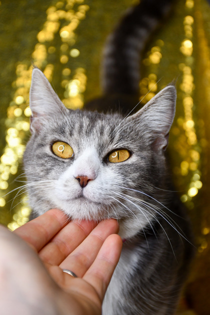 Pet Photo