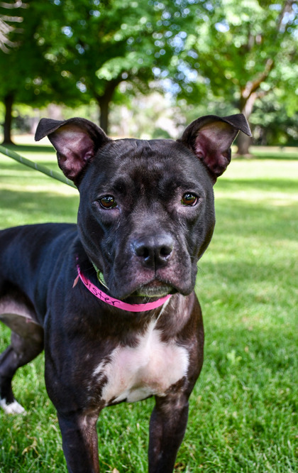 Pet Photo