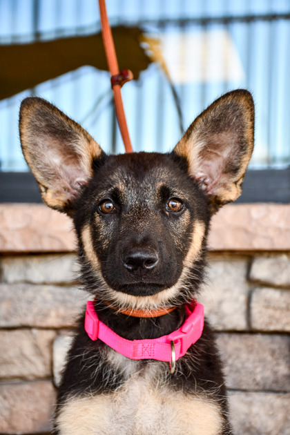 Pet Photo