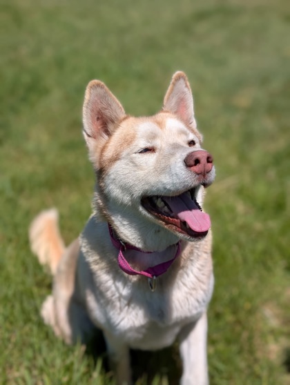 Pet Photo