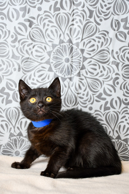 Pet Photo