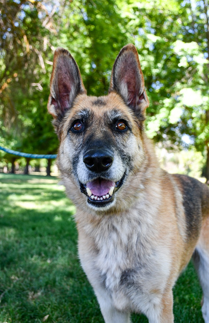 Pet Photo