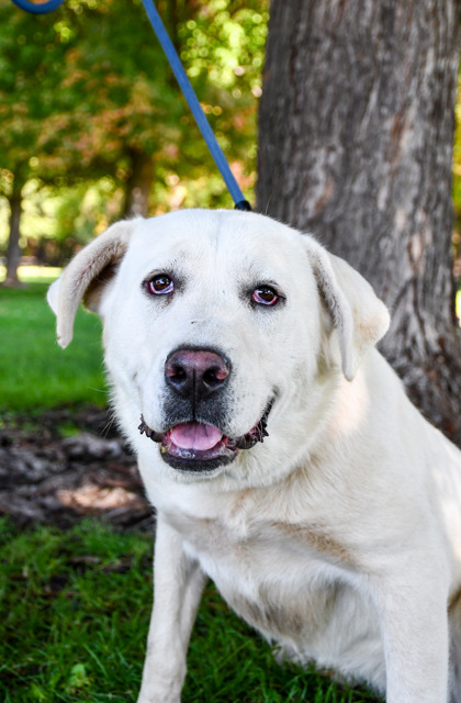 Pet Photo