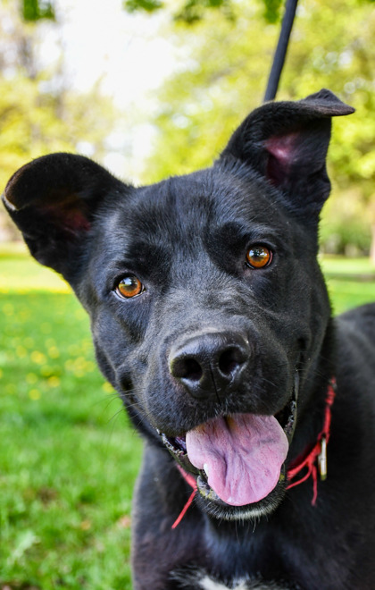 Pet Photo