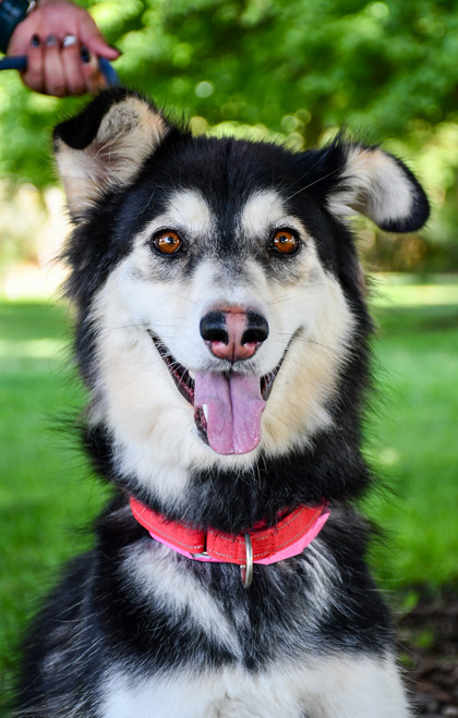 Pet Photo