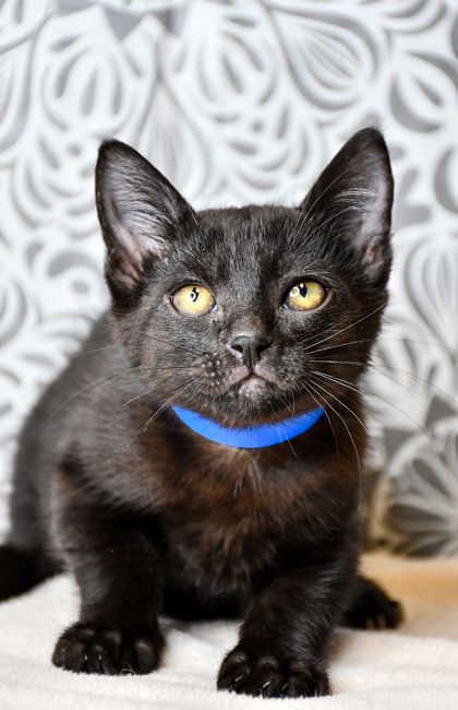 Pet Photo