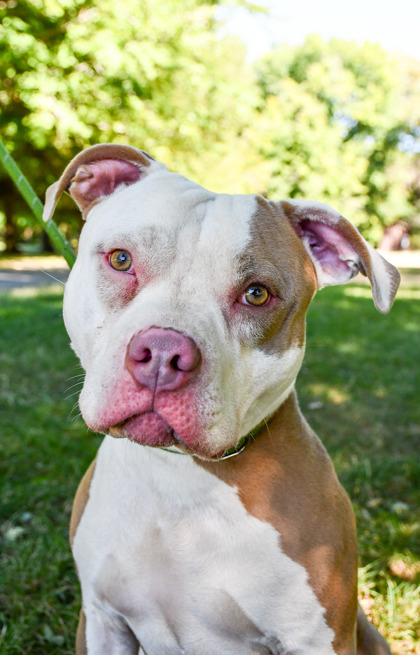 Pet Photo