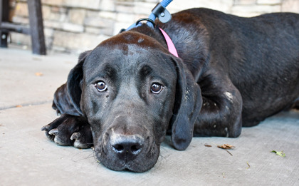 Pet Photo