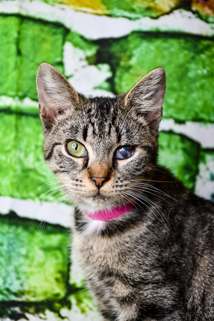 Pet Photo