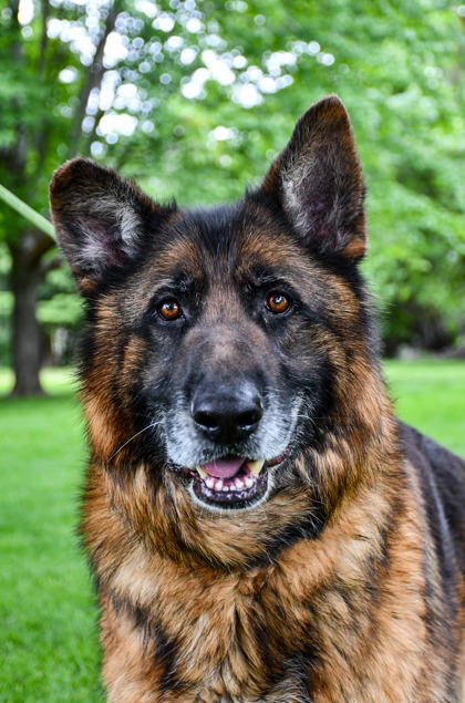 Pet Photo