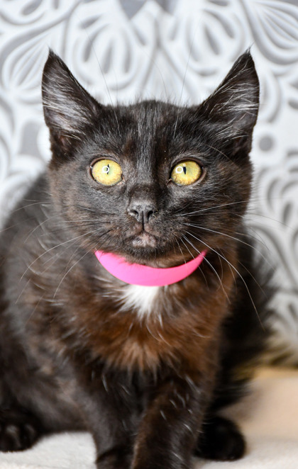 Pet Photo