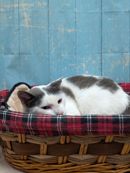 Pet Photo