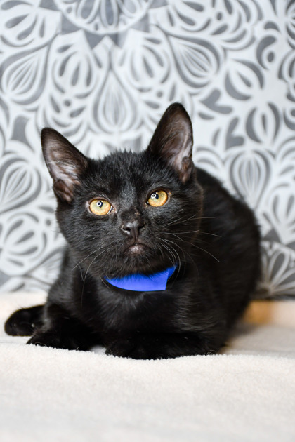 Pet Photo