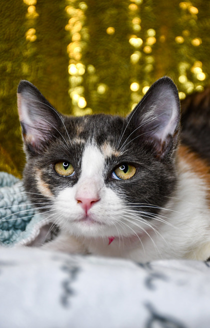 Pet Photo