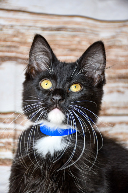 Pet Photo