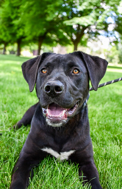 Pet Photo