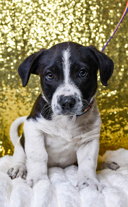 Pet Photo