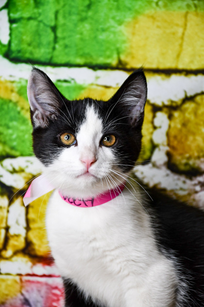 Pet Photo