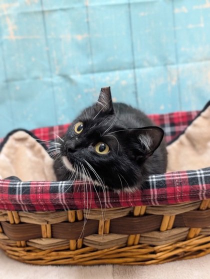 Pet Photo