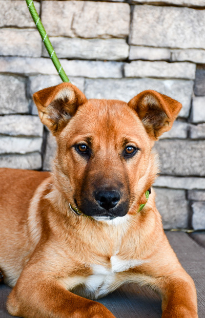 Pet Photo