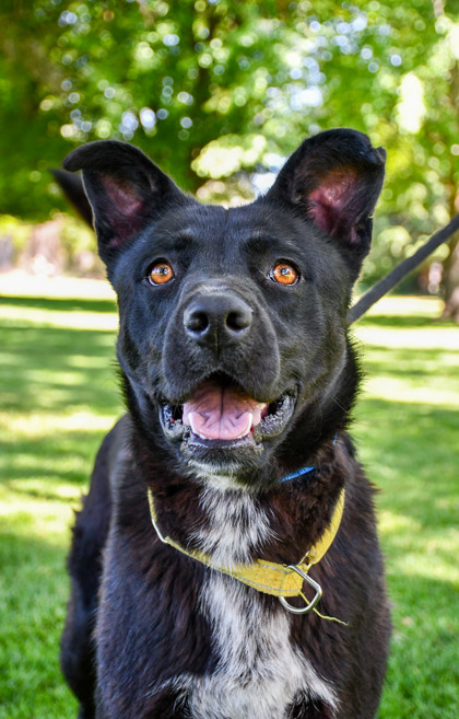 Pet Photo