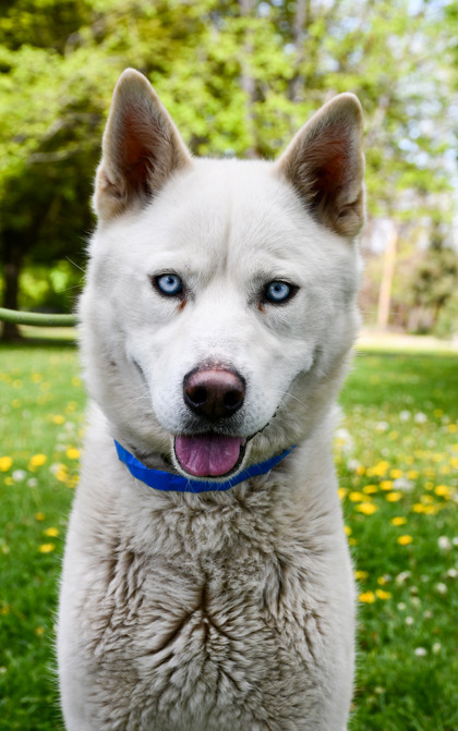Pet Photo