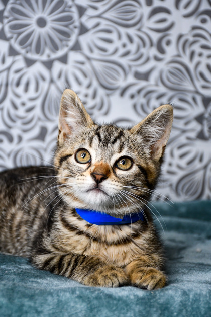 Pet Photo