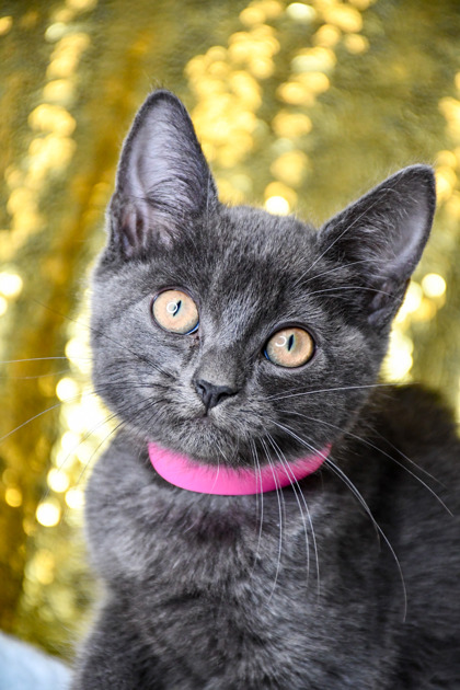 Pet Photo