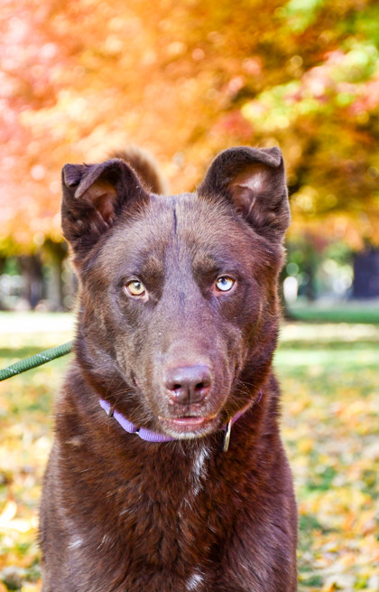 Pet Photo