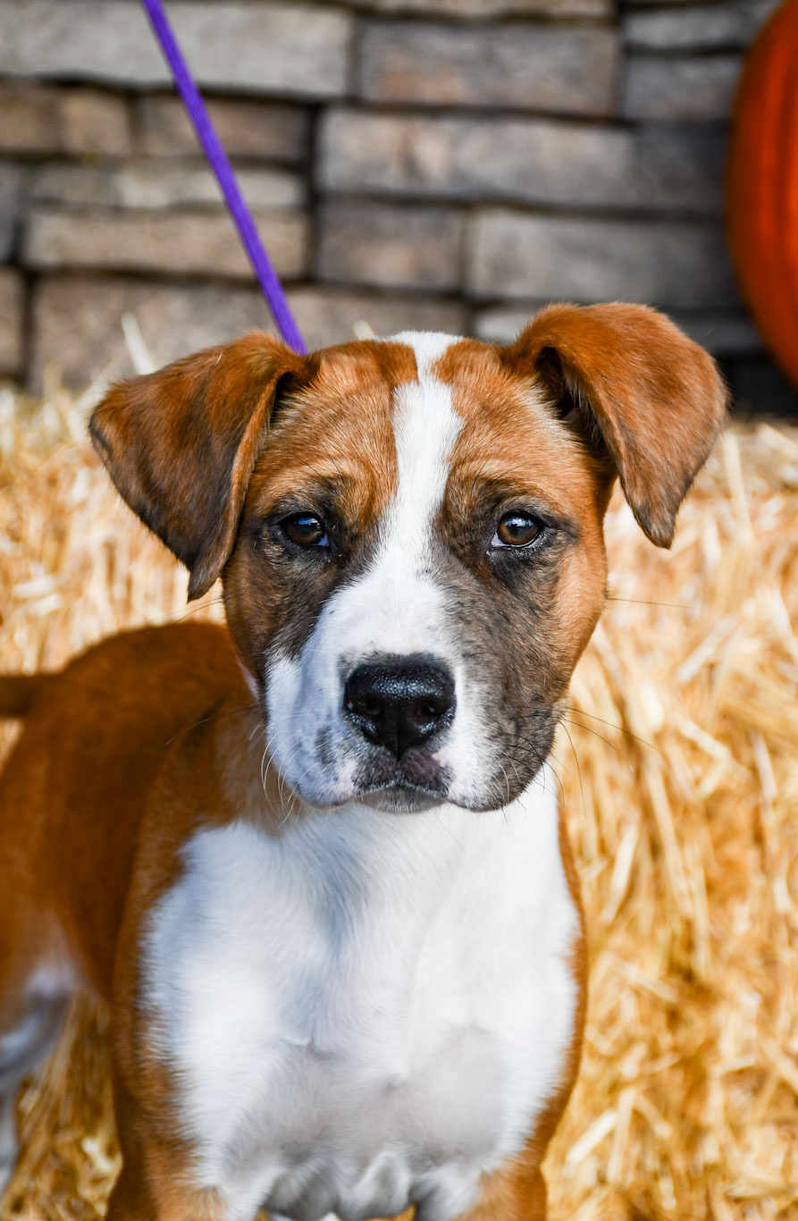 Adopt a Dog in Yakima Yakima Humane Society