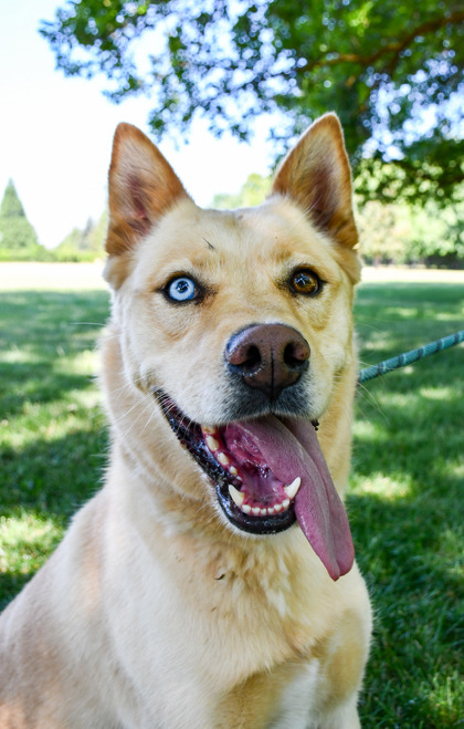Pet Photo