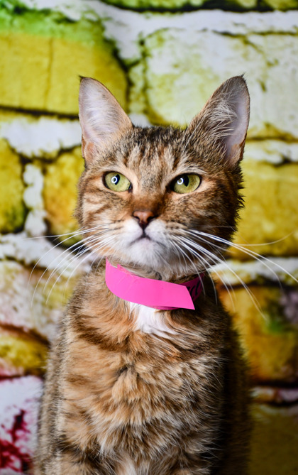Pet Photo