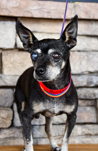 Pet Photo