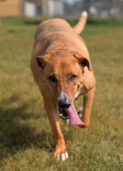 Pet Photo