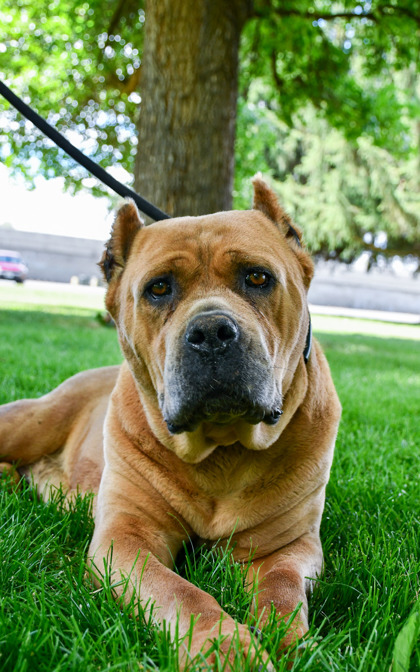 Pet Photo