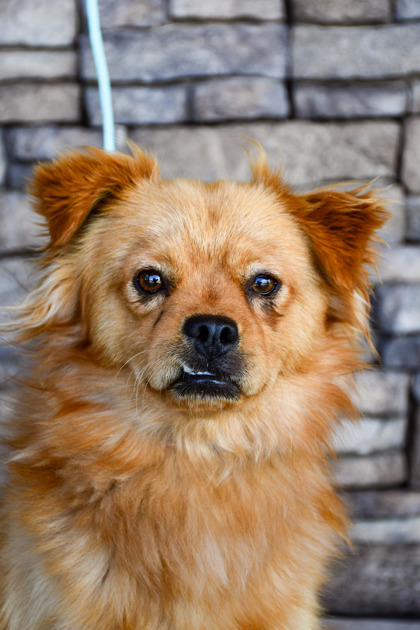 Pet Photo