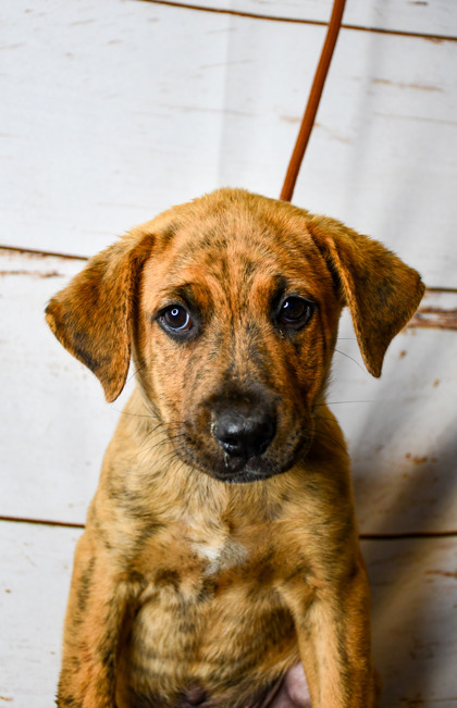Pet Photo