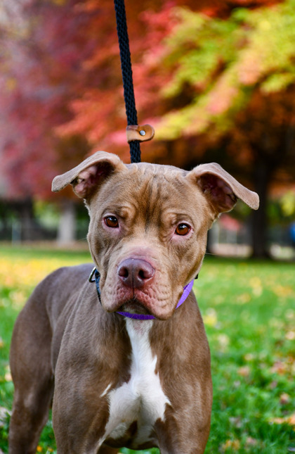 Pet Photo