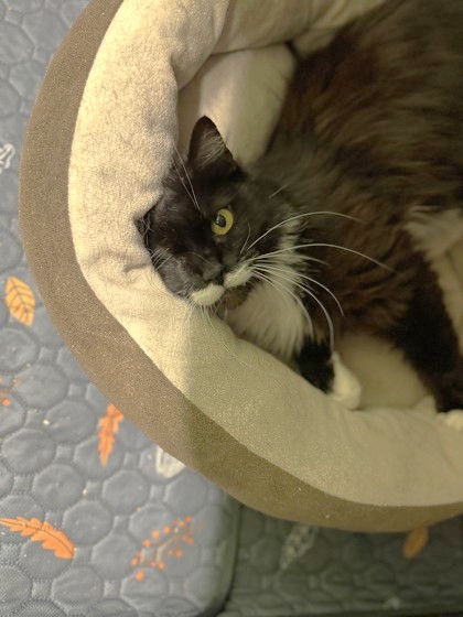 Pet Photo