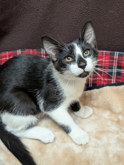 Pet Photo