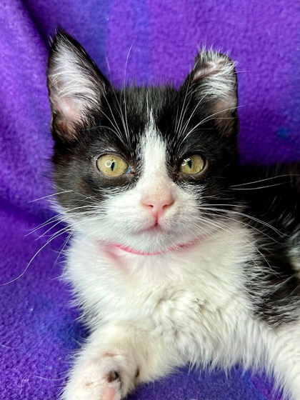 Pet Photo