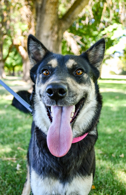Pet Photo