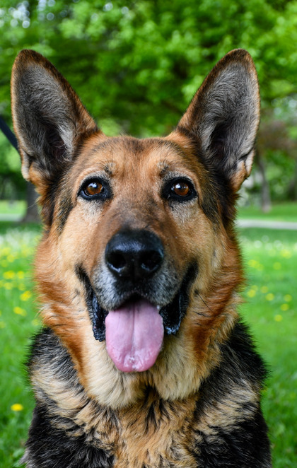 Pet Photo