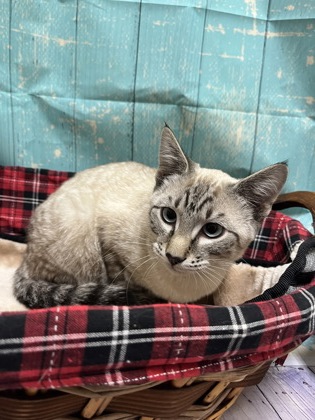 Pet Photo